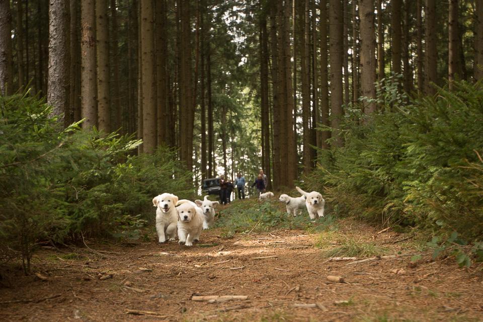 TAG53-c-wurf-goldencasamorogoldenretrieverzuchtgoldenretrieverwelpen150920__R7B7882-3