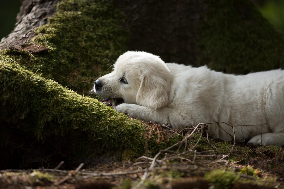 TAG53-c-wurf-goldencasamorogoldenretrieverzuchtgoldenretrieverwelpen150920__R7B7968-3