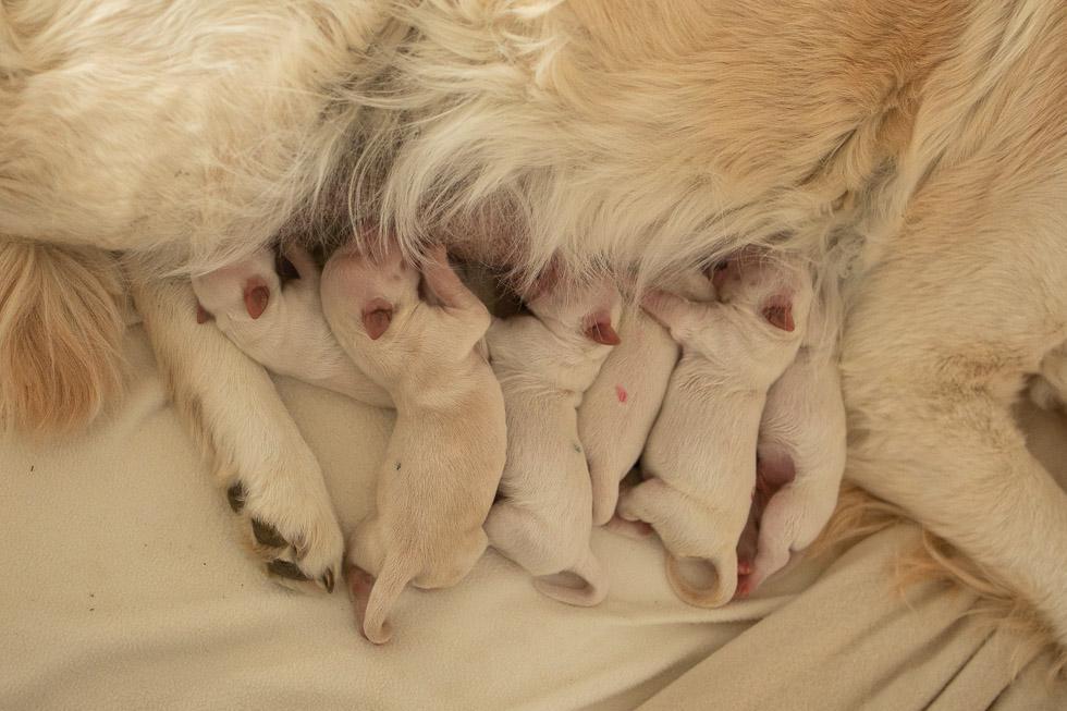 GCMofgoldencasamorogoldenretrieverfriedbergbayernwelpen 694A6537. 190302