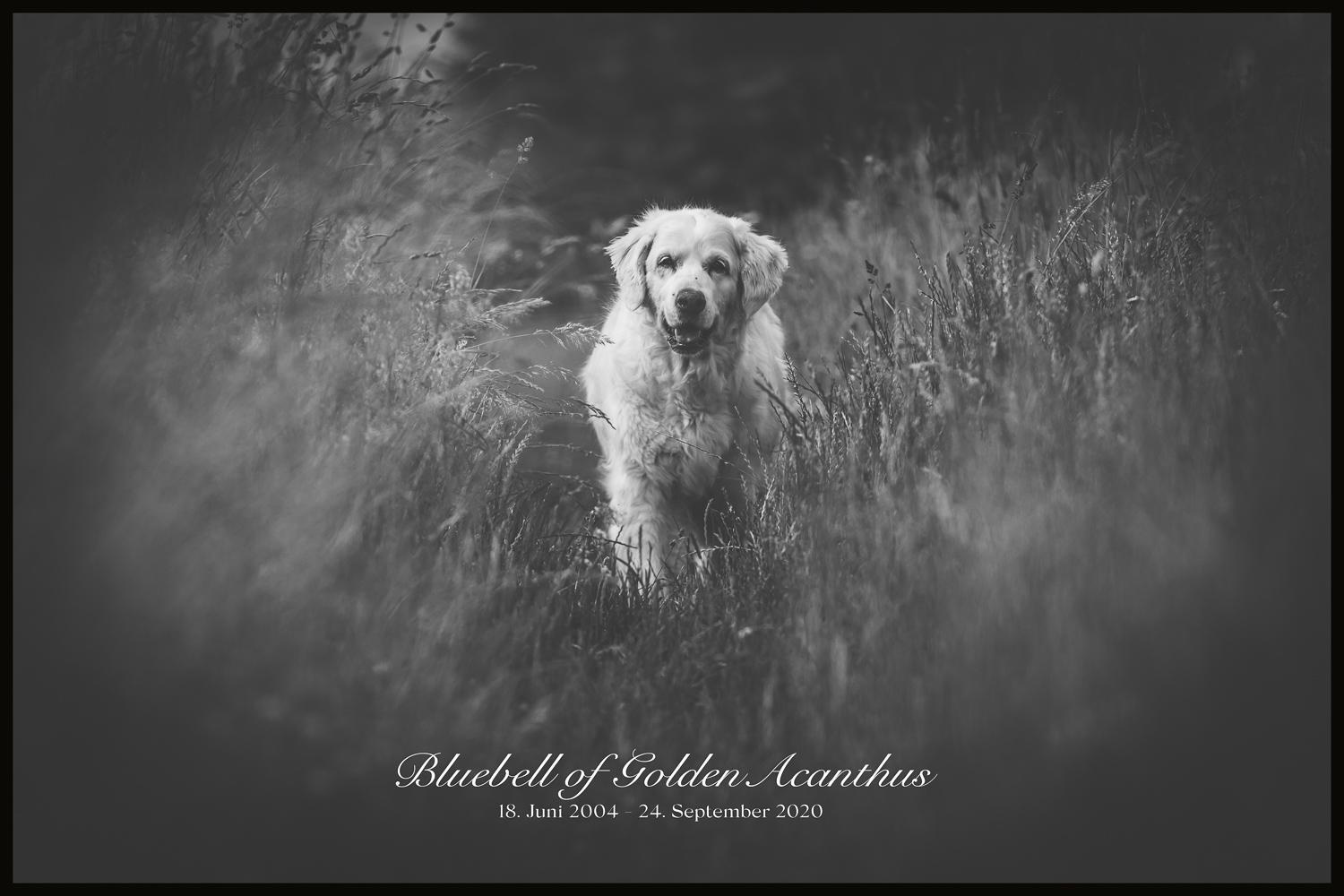 GCMofgoldencasamorogoldenretrieverfriedbergbayernwelpen IMG_9606. 200616-2